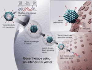 Gene Therapy using Adenovirus Vector Gene Therapy using Adenovirus Vector