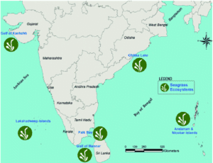 Major Seagrass Ecosystem Major Seagrass Ecosystem