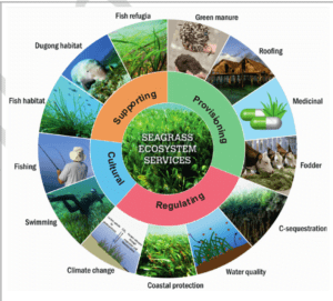 Seagrass Ecosystem Services Seagrass Ecosystem Services